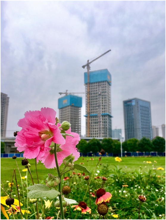 qmh球盟会工会开展“我爱中央商务区”手机摄影比赛活动